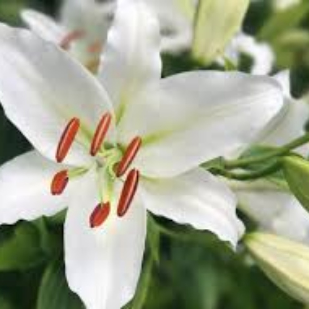 Meet your Posher, Ellie